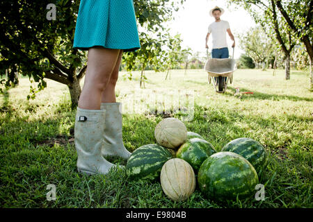 Jeune couple la récolte de citrouilles et de pastèques dans potager Banque D'Images