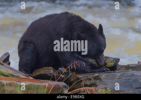 Un ours noir de la capture d'un saumon kéta à Neets Bay, de l'écloserie de l'Alaska. Banque D'Images