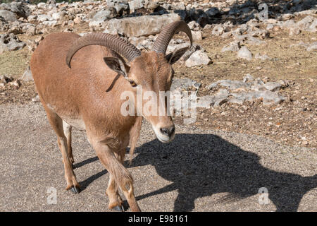 Mouflon, également connu sous le nom de Aoudads, à Natural Bridge Wildlife Ranch. Banque D'Images