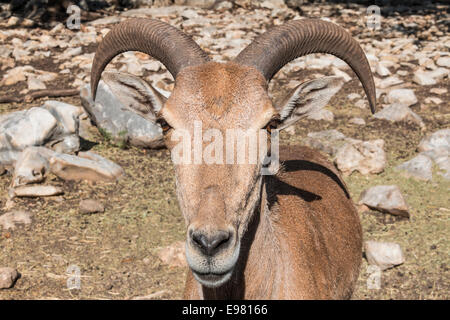 Mouflon, également connu sous le nom de Aoudad, à Natural Bridge Wildlife Ranch. Banque D'Images