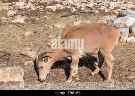 Mouflon, également connu sous le nom de Aoudad, à Natural Bridge Wildlife Ranch. Banque D'Images