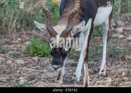 Blackbuck au Natural Bridge Wildlife Ranch, San Antonio, Texas. Banque D'Images