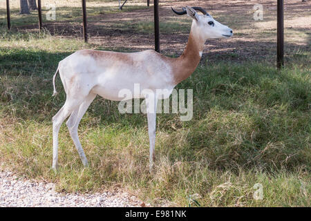 La gazelle dama à Natural Bridge Wildlife Ranch. Banque D'Images