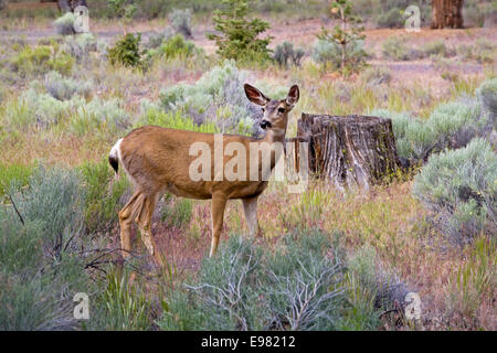 Un jeune cerf biche dans un quartier résidentiel près de Bend, Oregon Banque D'Images