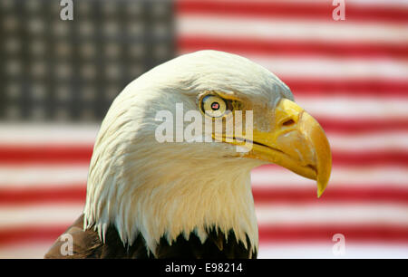 Un aigle à tête contre un drapeau américain Banque D'Images