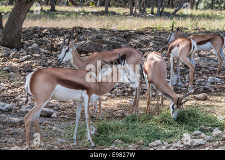 Springboks au Natural Bridge Wildlife Ranch, San Antonio, Texas. Banque D'Images