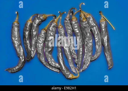 Collection douzaine chili peppers contre fond bleu lumineux couleurs poivrons ont été modifiés de rouge en couleur aluminium. Il Banque D'Images
