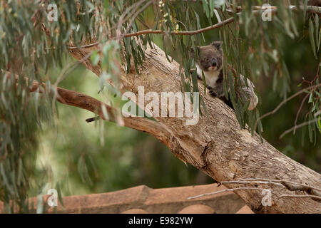 Koala active dans gumtree Banque D'Images