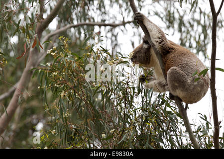 Koala active dans gumtree Banque D'Images