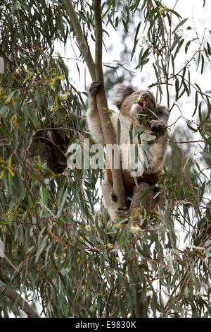 Koala active dans gumtree Banque D'Images