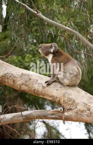 Koala active dans gumtree Banque D'Images