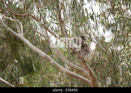 Koala active dans gumtree Banque D'Images