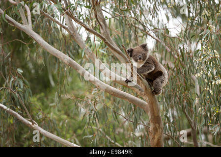 Koala active dans gumtree Banque D'Images