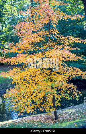 Nyssa sylvatica black tupelo gum colofrul les feuilles d'automne Banque D'Images