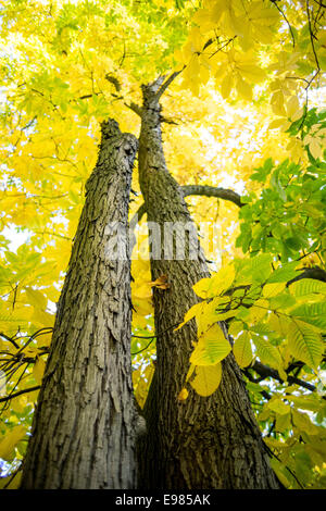 Le vieil arbre arbre hicory avec feuilles jaunes en automne Carya laciniosa Banque D'Images