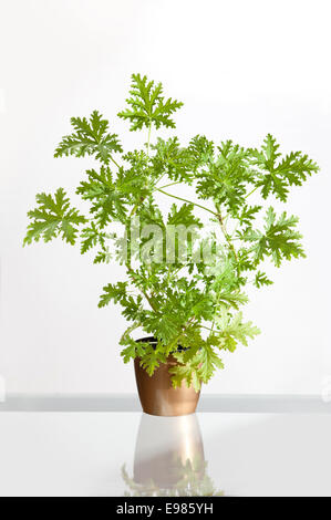 Pelargonium Pelargonium graveolens plante ou citrosum Banque D'Images