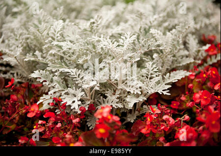 Artemisia stelleriana plante appelée argent Dusty Miller Banque D'Images