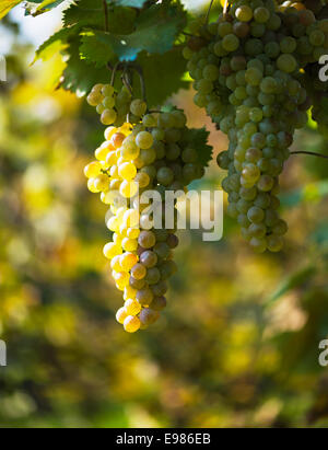 Raisin blanc suspendu à une vigne vignoble brouillée avec Banque D'Images