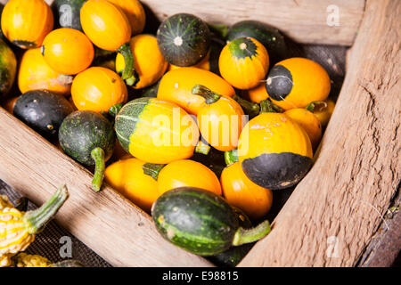 Vieux fond de différentes citrouilles jaune vert Banque D'Images