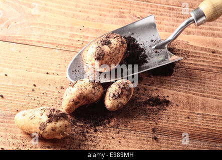 Les pommes de terre fraîchement creusé encore avec terre accroché à eux sur une table en bois avec une petite truelle de jardin Banque D'Images