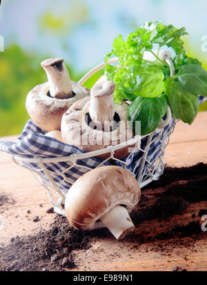 Les champignons fraîchement cueillis et le basilic dans un panier métallique recouvert d'une serviette à carreaux blancs et bleus sur une table en bois au soleil Banque D'Images