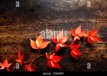 En retrait de la vrille de la vigne rouge vibrant couvert de vigne vierge d'automne feuilles contre un arrière-plan avec la texture bois foncé Banque D'Images