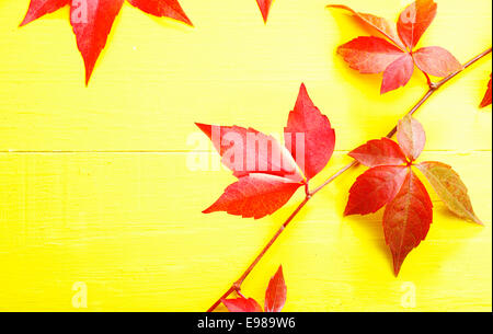 Virgina rouge arrière montre sous son réducteur ou d'Automne Couleurs d'automne sur un fond jaune lumineux avec copyspace Banque D'Images