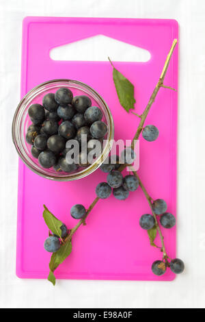 Une brindille prunellier un petit bol en verre de prunelle des fruits. Banque D'Images