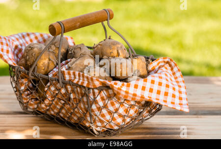 Nouveaux frais les pommes de terre dans un tissu à carreaux dans un panier métallique, sur une table en bois, à l'extérieur Banque D'Images