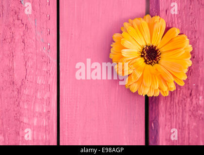 Close-up d'un gerbera jaune sur une table rustique en bois peint en rose, tourné à partir de high angle Banque D'Images
