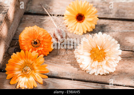 Les gerberas orange colorés frais dans une caisse en bois pour un contexte d'été saisonniers Banque D'Images