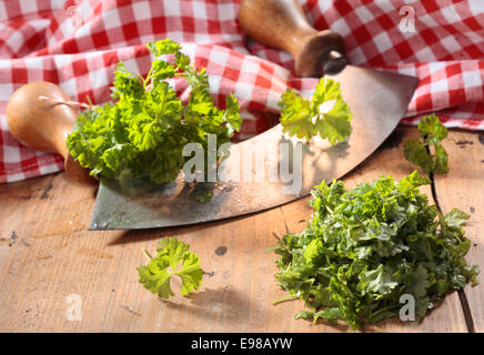 Coupe-herbe moderne (wiegemes) avec manches en bois avec des touffes de persil contre un tissu vichy rouge. Banque D'Images