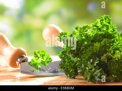 Libre d'un tas de persil plat frais vert crinkly allongé sur une table en bois en plein air avec une lame de couteau de cuisine Banque D'Images