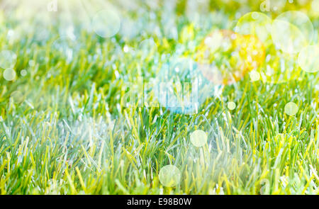 Fond Printemps éthérée avec lens flare et sur l'herbe verte luxuriante bokeh Banque D'Images