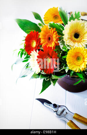 Arrangement de fleurs colorées lumineuses de vivd rouge, orange et jaune des gerberas dans un vase sur un fond en bois blanc avec une paire de sécateurs de jardin Banque D'Images