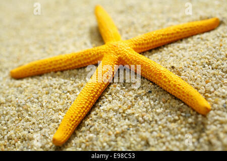 L'étoile jaune le long d'une plage de sable fin, close-up Banque D'Images