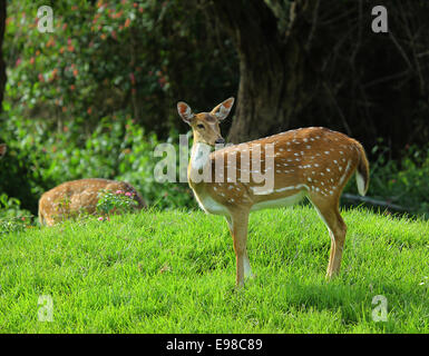 Le spotted deer est le plus souvent membre de la famille des cervidés en Inde. Banque D'Images