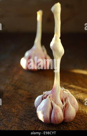 Vue rapprochée avec des gousses de dof frais sain d'ail aromatiques sur une ampoule debout sur une vieille table en bois haut Banque D'Images