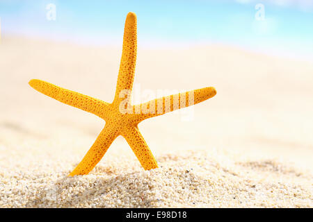 Étoile de mer sur la plage debout dans le sable doré d'un conceptuel été tropical locations Banque D'Images