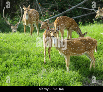 Le spotted deer est le plus souvent membre de la famille des cervidés en Inde. Banque D'Images