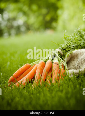 Carottes biologiques fraîchement récolté du jardin allongé sur une pelouse sur un sac de jute, low angle view avec copyspace Banque D'Images