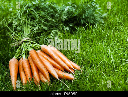 Botte de carottes orange biologique fraîchement récoltées avec leur laisse intact couché sur l'herbe verte et luxuriante avec copyspace Banque D'Images