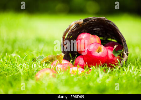 Pommes rouges fraîchement cueillis, déversant à partir d'un panier en osier rustique sur l'herbe, un jour d'été. Banque D'Images