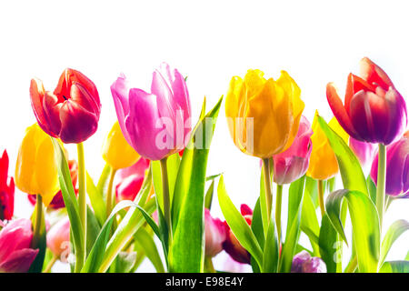 Arrière-plan dynamique de tulipes au printemps coloré en rouge, jaune et rose avec leurs feuilles vert frais isolé sur fond blanc Banque D'Images