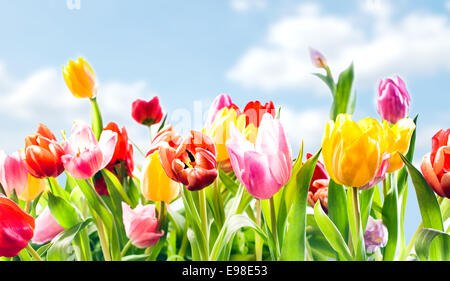 Magnifique jardin botanique historique de tulipes au printemps, dans la ville animée de rouge, rose et jaune de plus en plus à l'extérieur sous un ciel bleu ensoleillé dans un parterre de fleurs dans un jardin de saison colorés Banque D'Images