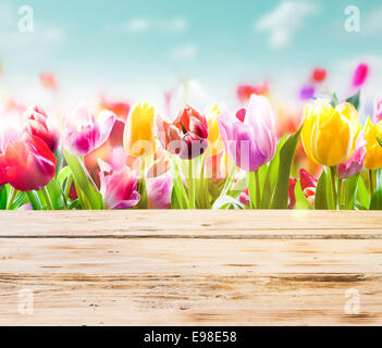 High key image de tulipes colorées de plus en plus fraîche à l'extérieur sous un beau ciel bleu avec des planches de bois rustique vide ou une table en face d'eux Banque D'Images