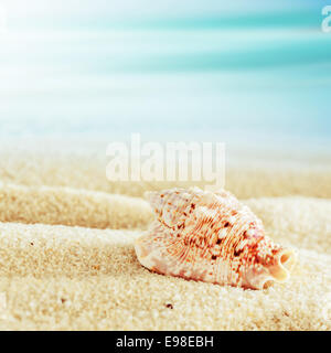 Gros plan d'une coquille de conque couché dans le sable doré sur une plage tropicale avec shallow dof et un ciel bleu ensoleillé avec copyspace, format carré Banque D'Images