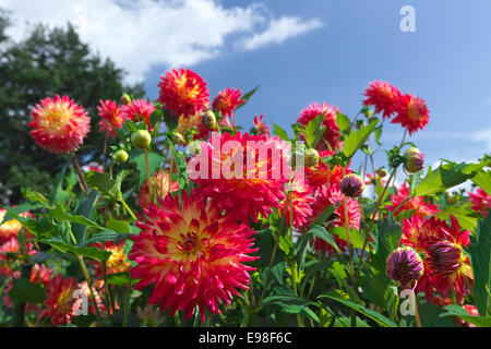 Dahlia Banque D'Images