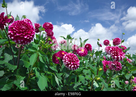 Dahlia Banque D'Images