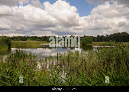 Potteric Carr Nature Reserve, Doncaster, Yorkshire du Nord. Yorkshire Wildlife Trust. Banque D'Images